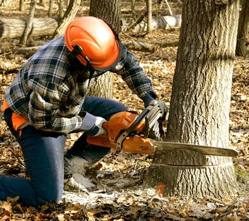 Tree Removal in Oroville, WA